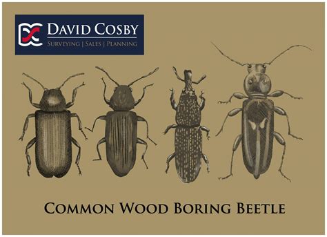 Do Wood Boring Beetles Spread