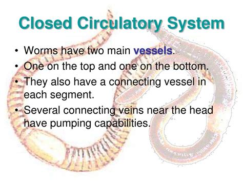 do worms need oxygen