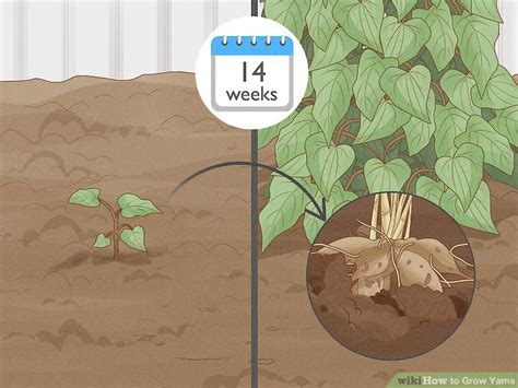 Do Yams Grow Underground