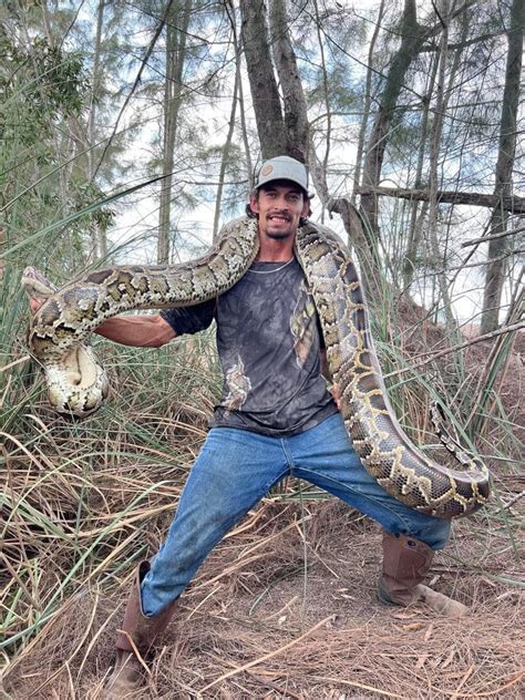 do you get paid to catch pythons in the everglades
