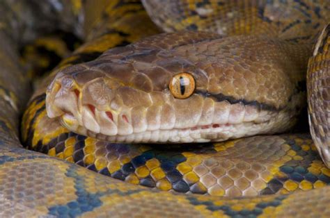 do you need a permit to own a reticulated python