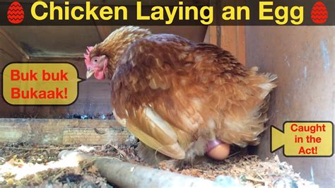 do you need a rooster for chicken to lay eggs