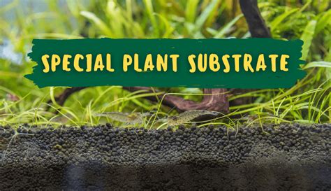 Do You Need Substrate For Aquarium