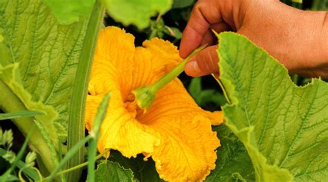 Do You Need To Pollinate Squash