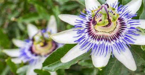 do you prune passion flowers