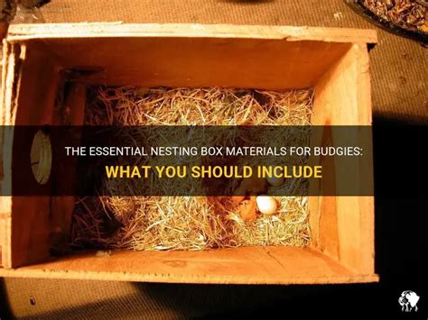 Do You Put Anything In A Nesting Box