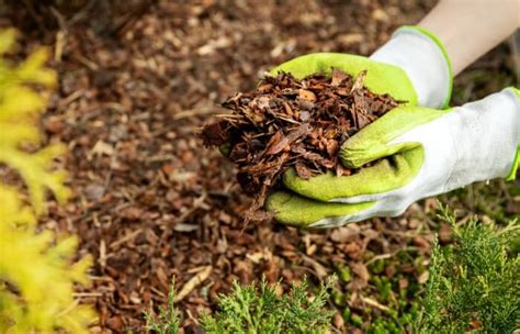 Do You Remove Mulch Every Year