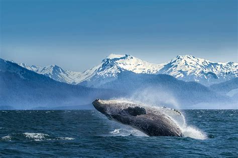 How Does an Alaska Cruise Come to Life? A Look Behind the Scenes with