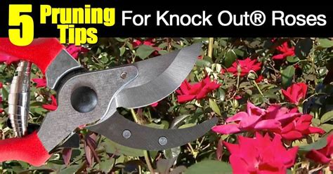 Do You Trim Knockout Roses