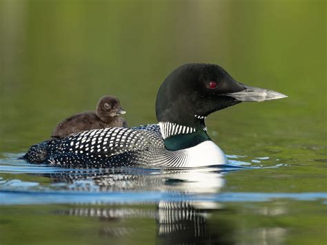Do Young Loons Migrate