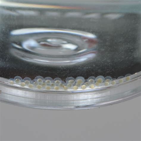 Do Zebrafish Lay Eggs