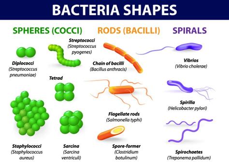 Do bacillus form chains?
