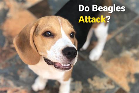 Do beagles attack?