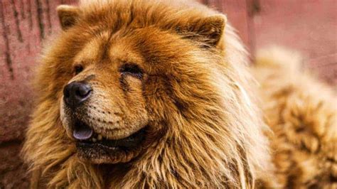 Do Chow Chows Shed? Grooming Advice For Chow Chow Owners