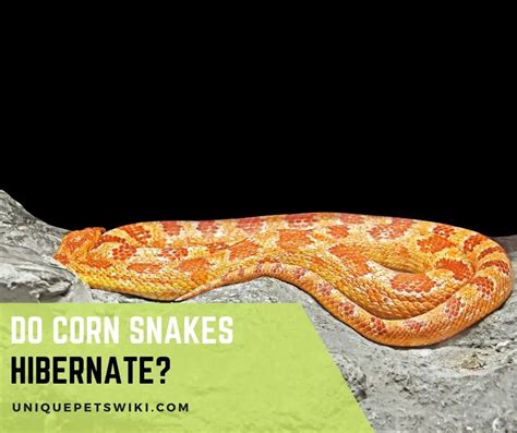 Do Snakes Hibernate? AZ Animals