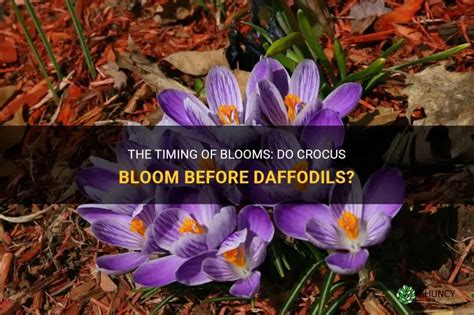 Do crocus bloom before daffodils?