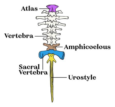 Do frogs have backbones?