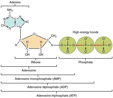 Do kinases remove phosphate groups?