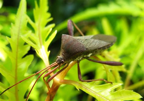Do leaf footed bugs fly?