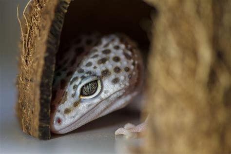 Do leopard geckos hide?