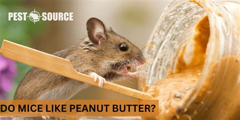 Do Mice Like Peanut Butter? Pest Source
