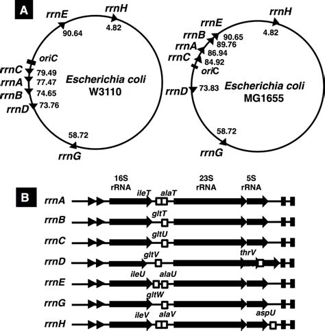 Do operons exist in eukaryotes?