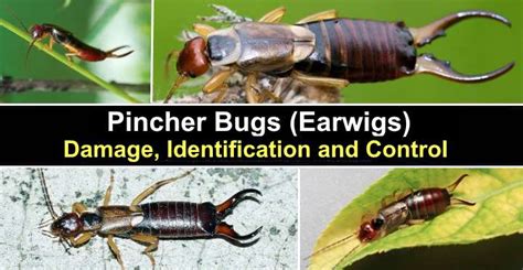 Do pincher bugs bite?