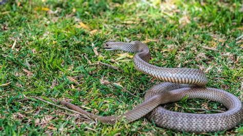 Vibrating Snake Repellents Do They Really Work? Pest Pointers