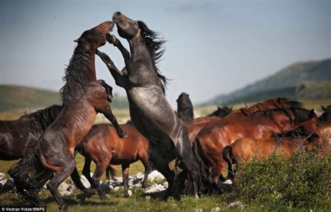 Do stud horses attack?