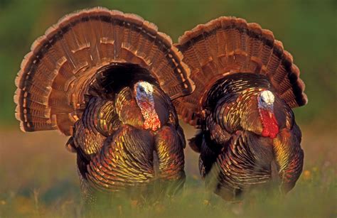 Do turkeys like crows?
