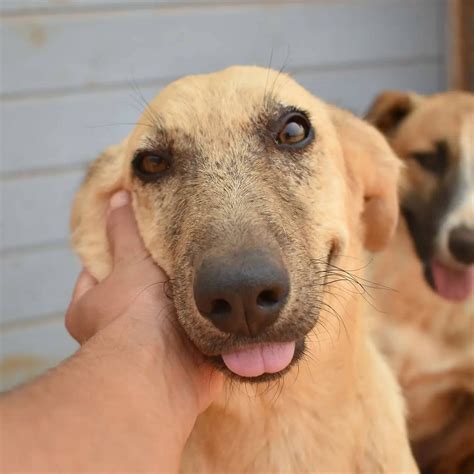 Dobbie Dobbie Household Helper