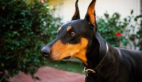 Doberman Pinscher Dog Breed Information, Fun Facts And FAQ's