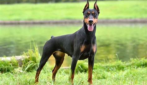 Doberman Dog Puppy Price In India Dog Cats Kannel