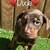 doberman puppies for sale knoxville tn