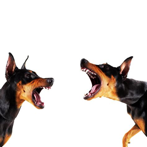 Doberman Barking