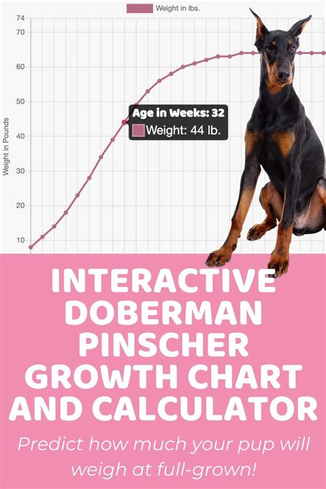 Doberman Height Growth Chart