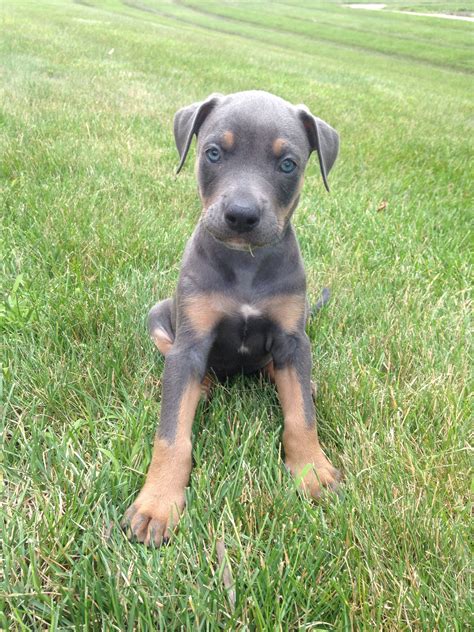 doberman mix pitbull puppies