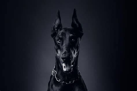 [44+] Doberman Wallpapers for Desktop on WallpaperSafari