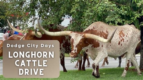 Dodge City Days Longhorn Cattle Drive YouTube