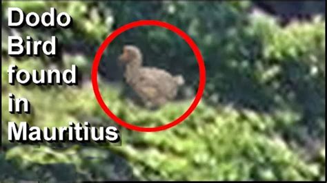 dodo bird found alive 2018