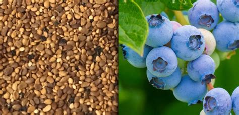 Do Blueberries Have Seeds? » Top Facts