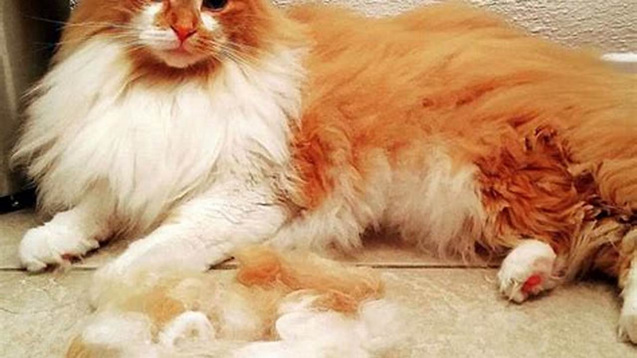 Does a Maine Coon Cat Shed?