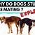 does a male dog lose interest after mating