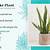 does a snake plant need drainage