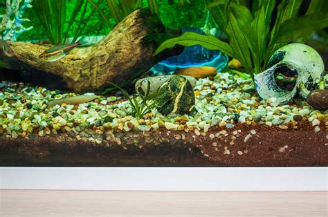 Amazon Sword How To Grow Care Propagate & Keep Fishkeeping Forever