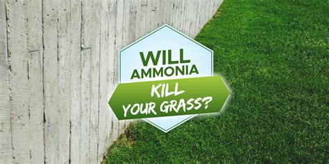 Does Ammonia Kill Grass? The Lawn Mower Guru