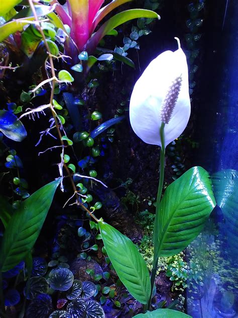 Pretty Anubias flower in submerged tank Freshwater aquarium plants