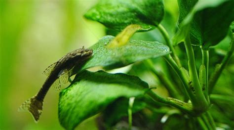 Anubias Care Guide Planting, Growing and Propagation Shrimp and