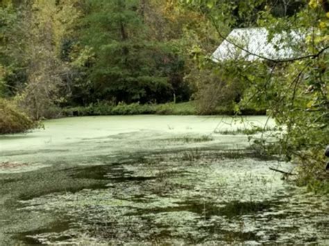 Killing Duckweed & Watermeal in my pond Natural Waterscapes