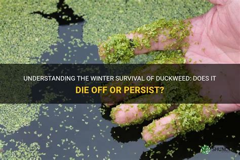 Duckweed Control How to Get Rid of Duckweed in a Pond Naturally